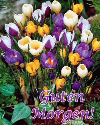 Guten Morgen Frühling GIF - Guten Morgen Frühling Tulpen GIFs