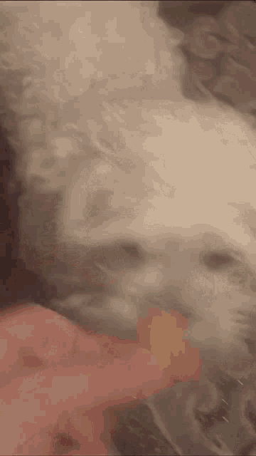 a close up of a person feeding a white dog a piece of food