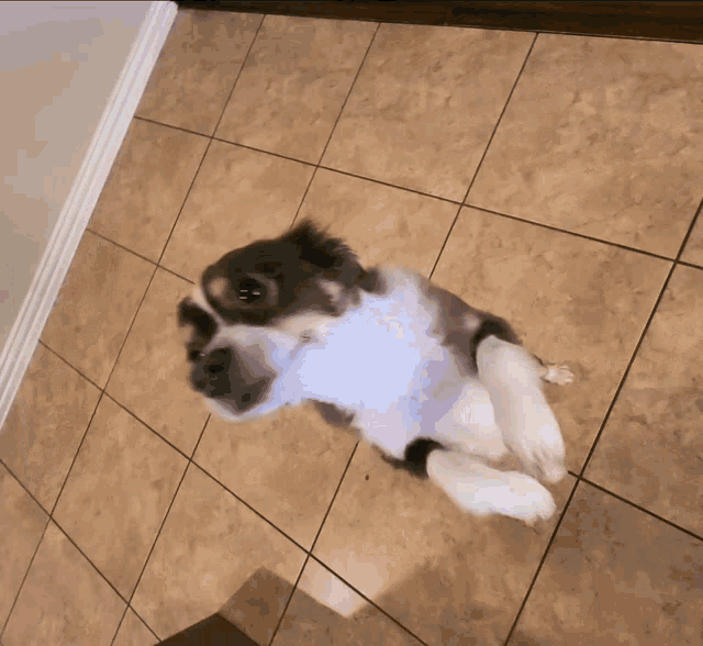 a brown and white dog is sitting on a tiled floor