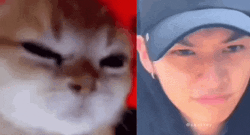 a close up of a cat next to a close up of a man wearing a hat .