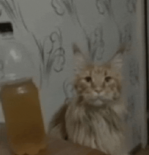 a cat is sitting next to a bottle of soda