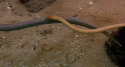 Dance Of The Sea Snakes GIF - Saltylove Mating Rituals Sea Snakes GIFs