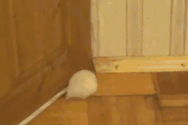 Time To Lay Off The Pellets GIF - Fat Hamster Door GIFs