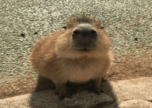 a capybara standing on a rock looking at the camera .
