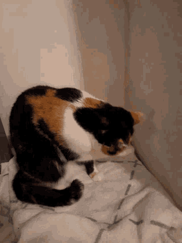 a calico cat is sitting on a bed with a blanket