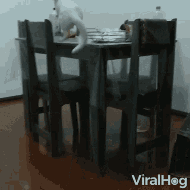 Fell Down Viralhog GIF - Fell Down Viralhog Cat GIFs