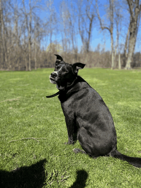 a black dog is sitting in a grassy field