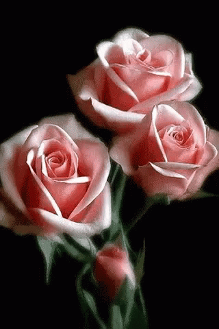 Pink Roses Flowers GIF - Pink Roses Flowers GIFs