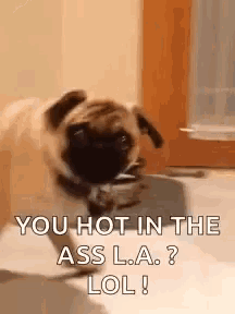 a pug dog is drinking water from a bowl and says `` you hot in the ass l.a. lol ''