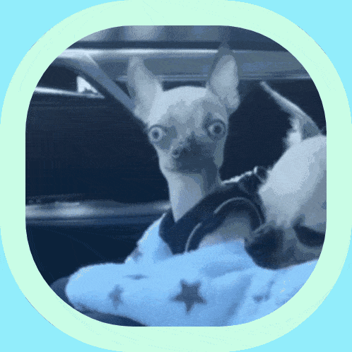 two small dogs are sitting in a car and one is wearing a vest with stars on it