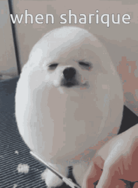 a white dog is being groomed with the words " when sharique " above it