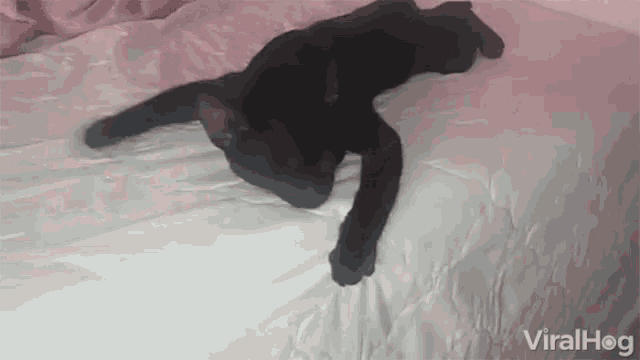 Cat Snoozes Sprawled Out Snoozing GIF - Cat Snoozes Sprawled Out Snoozing Black Cat GIFs