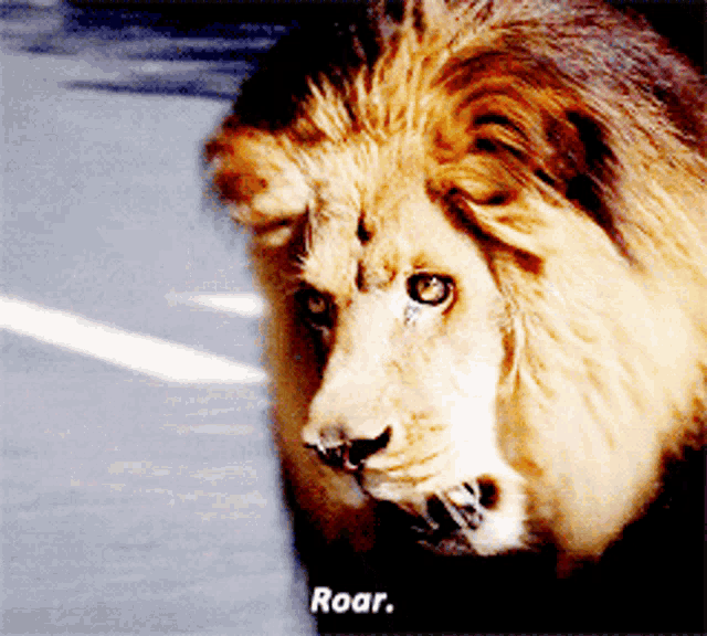 a close up of a lion 's face with the word roar written below it