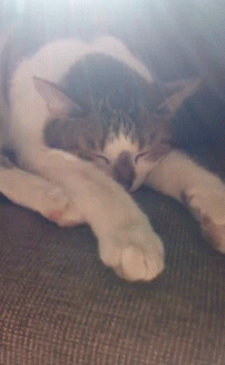 Cat Yawn GIF - Cat Yawn Sleep GIFs