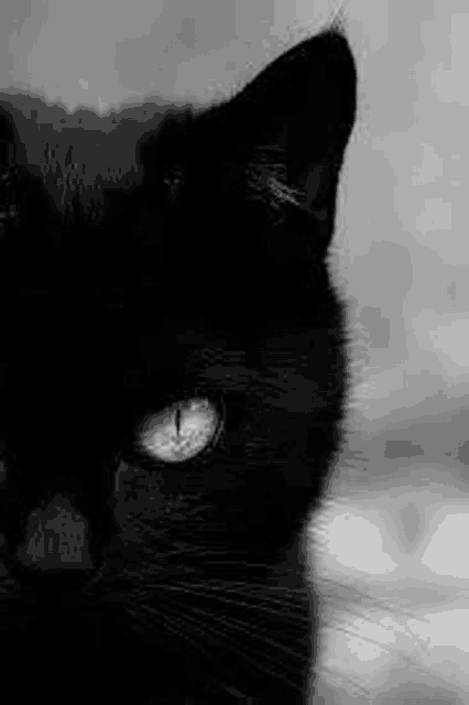 a close up of a black cat 's face with white eyes .