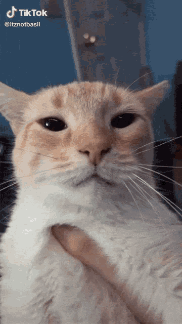 Cat Grabbing GIF - Cat Grabbing Zoom GIFs