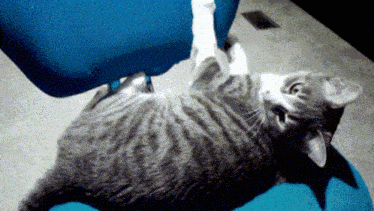 a cat is laying on its back on a blue cushion