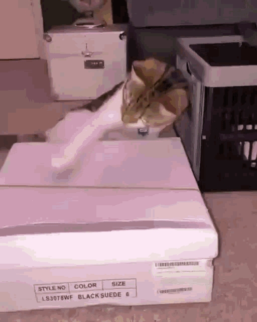 Cat With Shoe Box GIF