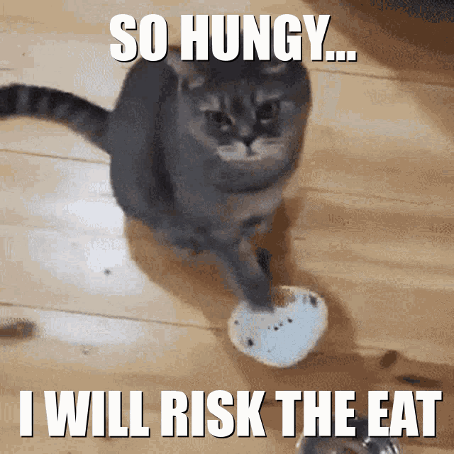 Hungy Cat Risk GIF