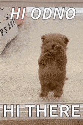 a puppy is standing on its hind legs and saying hi there