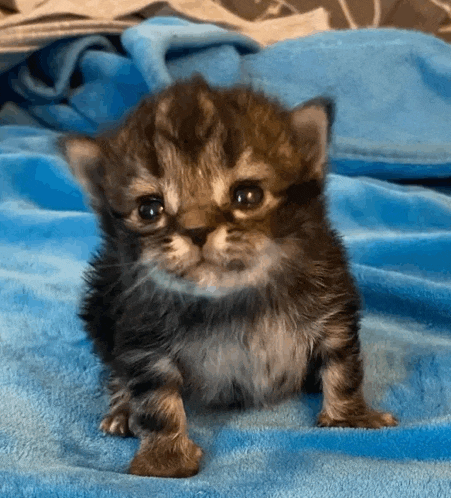 a small kitten sitting on a blue blanket