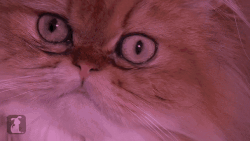 a closeup of a cat 's face with a pink background