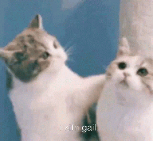 Jemgail Cat Kiss GIF - Jemgail Cat Kiss Cats GIFs