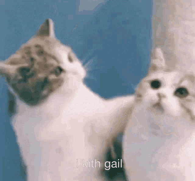 two cats are standing next to each other and one of them is talking .