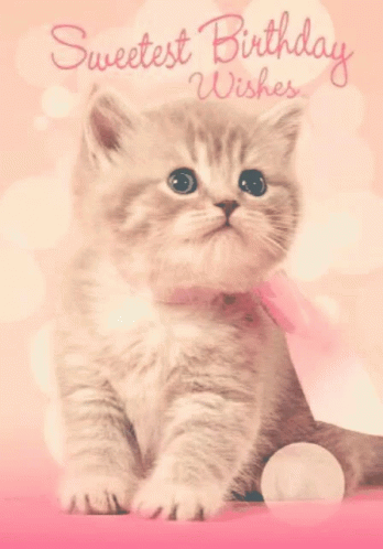 Happy Birthday Kitten GIF - Happy Birthday Kitten Pink GIFs