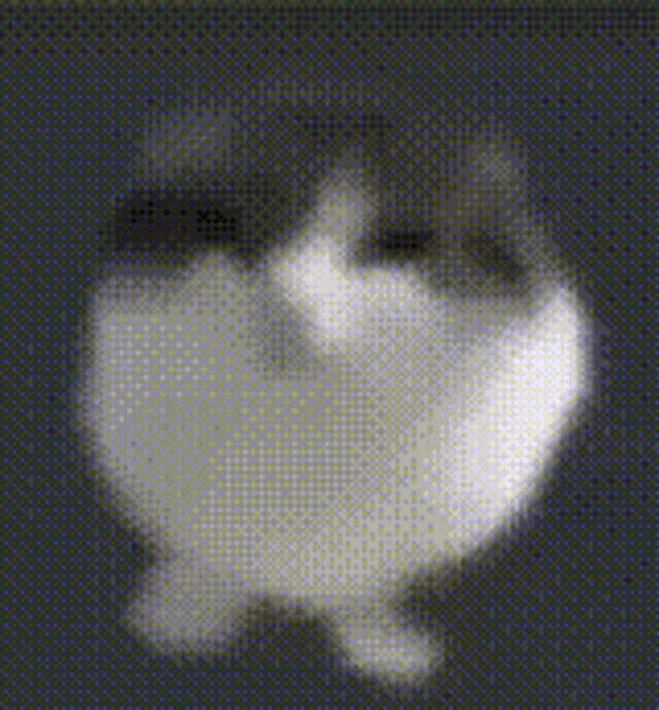a black and white photo of a cat on a black background
