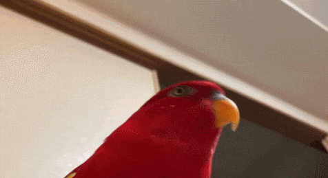 a close up of a red parrot with a yellow beak .