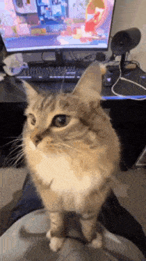 a cat is sitting on someone 's lap in front of a computer .