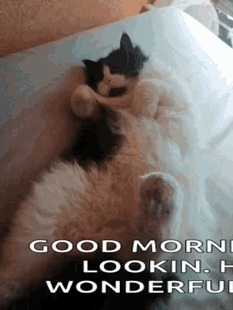 a black and white cat is laying on its back on a bed with the words good morning lookin wonderful below it