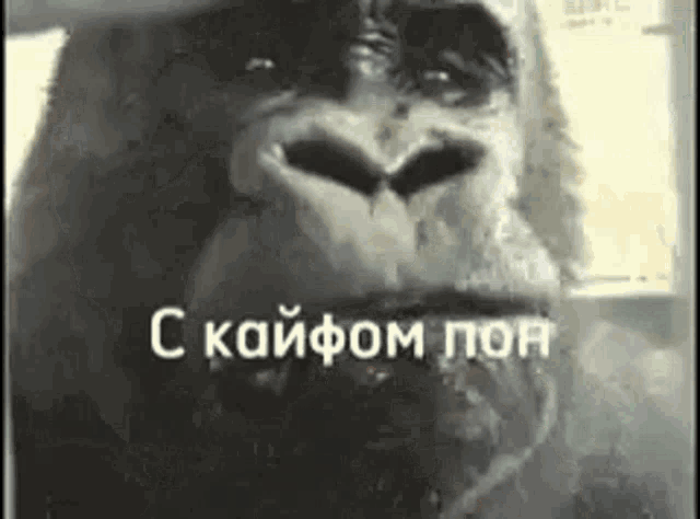 a close up of a gorilla 's face with foreign writing on it