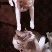 Operation Capture And Kiss GIF - Animals Aww Cute GIFs
