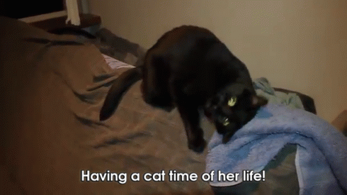 Cat Who Loves Dirty Towels GIF - Towel Cat Black Cat GIFs