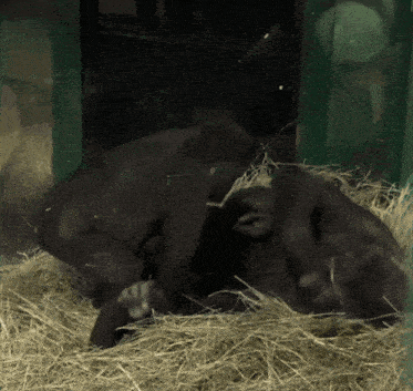 two gorillas are laying in a pile of hay together