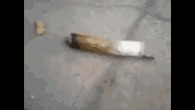 Weed Ant With Joint GIF - Weed Ant With Joint Roach GIFs