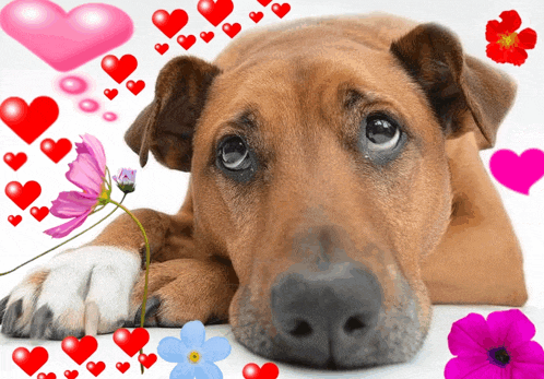 a brown dog laying down with hearts and flowers around him