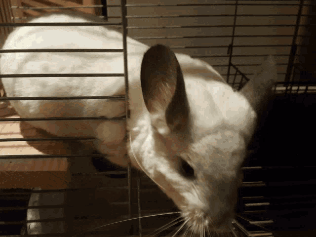 a white chinchilla is in a cage and looking out