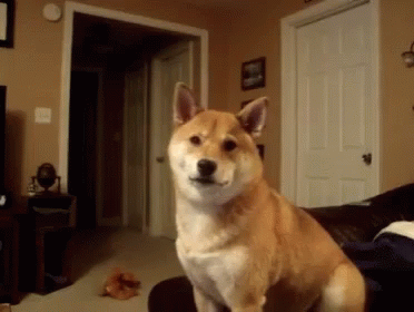 Confused Say What GIF - Confused Say What Shiba GIFs