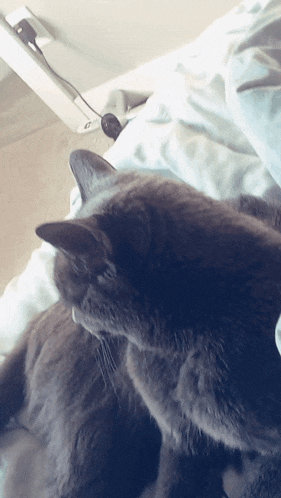 a gray cat is laying on a bed next to a person