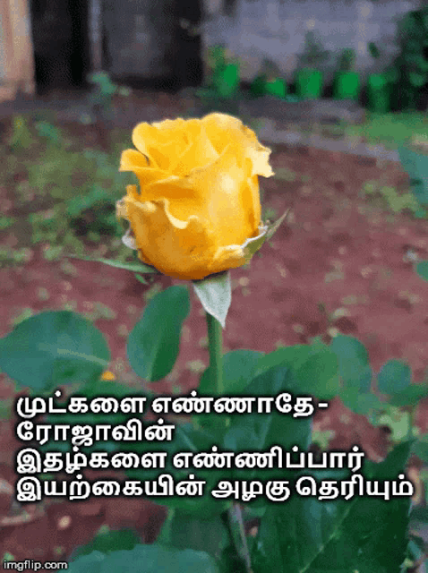 a yellow rose is surrounded by green leaves with a foreign language written below it