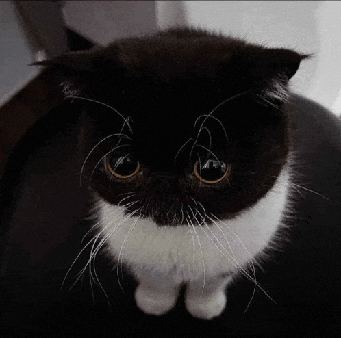 a black and white cat looking at the camera with a sad look on its face