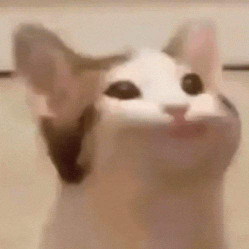 a close up of a cat 's face with a blurry background .