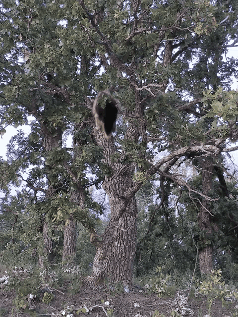 a tree with a hole in it that looks like a bird nest