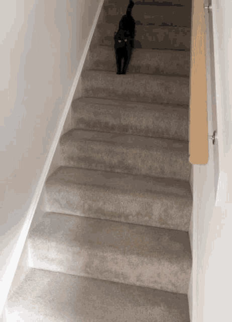 Esme Black Cat GIF - Esme Black Cat Kitty GIFs