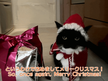 a black and white cat wearing a santa hat and scarf stands next to a gift box
