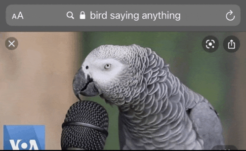 bird.gif