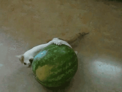 a cat laying on top of a watermelon on the floor